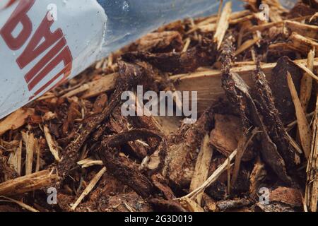 Ein Foto von der Innenseite einer Tüte mit natürlichem Gartenmulch und natürlichen Rindennuggets, die um Pflanzen in einem Garten herum verwendet werden können, um mit Unkraut zu helfen. Stockfoto