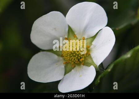 Eine leuchtend weiße Erdbeerblume, die voll blüht, mit einem gelben Zentrum und grünen Blättern, die sie umgeben. Stockfoto
