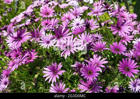 Färben Sie Ihren Frühlingsgarten mit osteospermum. Blühende osteospermum Pflanze. Die blühenden Kapgeblüten Stockfoto