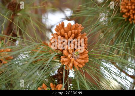 Nadelbaum im Frühjahr. Männliche Pinecone oder Strobili. Pollen-Kegel. Staminieren Sie Nadelbäume auf Nadelbäumen Stockfoto