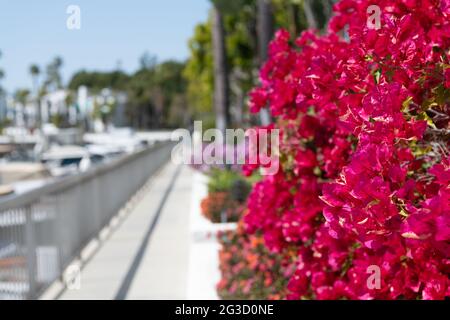 Bougainvillea oder Papierblume blüht mit rosa Bracts auf verschwommener Promenade kopieren Raum, Blüte Stockfoto