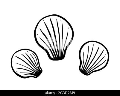 Muscheln auf weißem Hintergrund isoliert. Vektor-handgezeichnete Illustration im Doodle-Stil. Perfekt für Ihr Projekt, Karte, Logo, Dekorationen. Stock Vektor