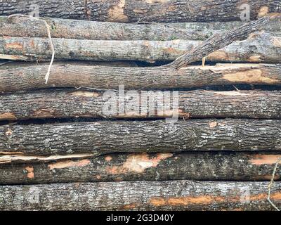 Nahaufnahme eines Stapels frisch geschnittener und geernteter roher Holzbäume. Stockfoto