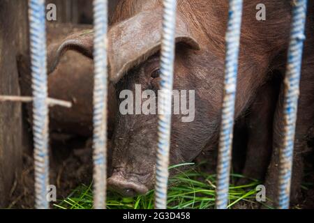 Unglückliches Ferkel leidet in einem Käfig hinter Gittern auf einer Fleischfarm gefangen. Schweine in einem Käfig, wobei ihre Nasen zur Kamera zeigen. Stockfoto