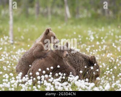 Bärenjungen liegen auf ihrer Mutter inmitten des Baumwollgrases auf einem finnischen Moor Stockfoto