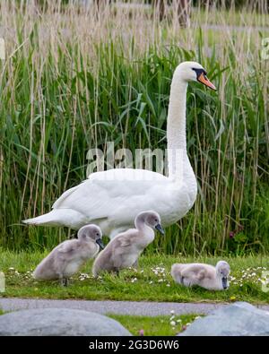 Weibliche Mute Swan mit ihren drei Wochen alten Cygnets Stockfoto