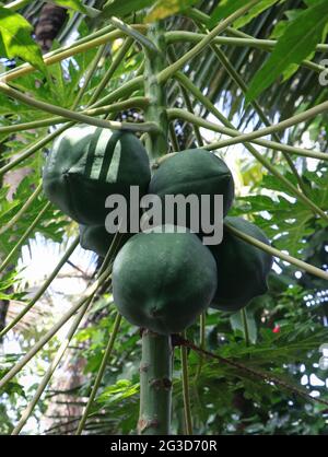 Grüne unreife Papayas, die als Haufen auf einem Papaya-Baum wachsen Stockfoto