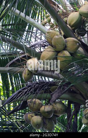 Tropische grüne zarte Kokosnussfruchtbündel auf einer Kokosnussbaumspitze Stockfoto