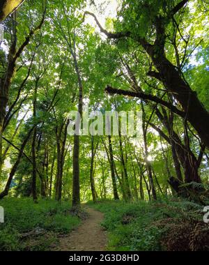 Ein malerischer Pfad schlängelt sich durch die üppige, grüne Vegetation im Humboldt Redwoods State Park, Nordkalifornien. Stockfoto