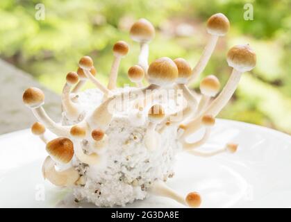 Psilocybin-Pilze, allgemein bekannt als Zauberpilze, Pilze oder Schüsseln, die in einem hauseigenen Inkubator angebaut werden. Stockfoto