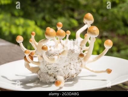 Psilocybin-Pilze, allgemein bekannt als Zauberpilze, Pilze oder Schüsseln, die in einem hauseigenen Inkubator angebaut werden. Stockfoto