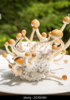 Psilocybin-Pilze, allgemein bekannt als Zauberpilze, Pilze oder Schüsseln, die in einem hauseigenen Inkubator angebaut werden. Stockfoto