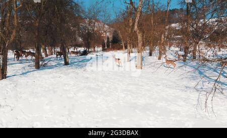 Eine Herde Regenhirsche im verschneiten Winterwald. Schneebedeckte Landschaft mit immer grünen Bäumen. Die Aufnahme wird tagsüber aufgenommen. Heller, sonniger Tag. Konzept der Tierwelt. Stockfoto