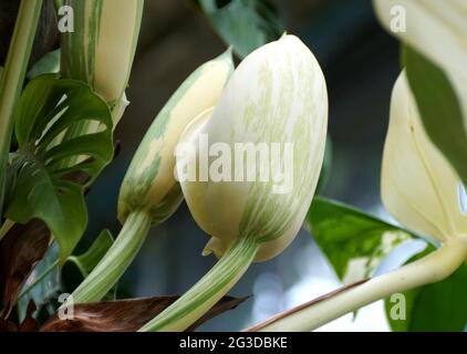 Große Blütenknospen einer bunten Monstera Deliciosa Albo Pflanze Stockfoto