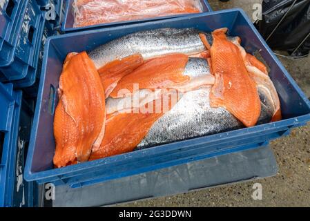 Viele Stücke von rotem Fischfilet, Lachsforelle liegen in einer großen Plastikbox. Stockfoto
