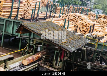 Hausach, Deutschland. Juni 2021. Ein Baumstamm wird auf einem Förderband transportiert, während im Hintergrund entbellte Baumstämme auf dem Holzhof eines Sägewerks liegen. Die Holzpreise auf dem Weltmarkt sind in der jüngsten Vergangenheit stark gestiegen, und diese Veränderung hat auch Auswirkungen auf Sägewerke im Südwesten. (To dpa 'Warum der Holzboom Nachteile für den Südwesten hat') Quelle: Philipp von Ditfurth/dpa/Alamy Live News Stockfoto