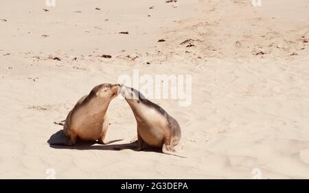 Eine Mutter und eine Kalbsrobbe küssen sich am Sandstrand von Seal Bay, Kangaroo Island, Australien Stockfoto