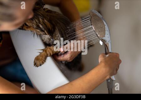 Frau, die sich um ihren kleinen Hund kümmert. Weibliche Wäsche, Dackel unter der Dusche putzen. Hygienekonzept für Tiere. Stockfoto