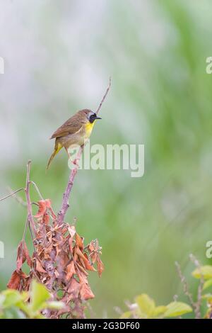 Männlicher Gelbkehlkopf (Geothlypis trichas), der auf einem Ast sitzt. Bombay Hook National Wildlife Refuge. Delaware. USA Stockfoto