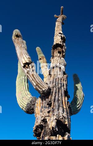 Saguaro Kaktus (Carnegiea gigantea) stirbt langsam ab Stockfoto