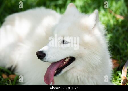 Wunderschönes Samoyed Laika. Niedlicher, lächelnder weißer Hund oder Bjelkier, verspieltes Haustier im Freien. Stockfoto