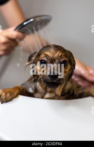 Baden des lustigen pommerschen Hundes. Hund nimmt ein Schaumbad. Hund zur Pflege Stockfoto