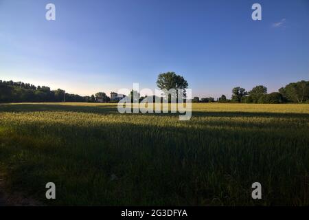 Weizenfeld mit einem Landhaus in der Ferne bei Sonnenuntergang im Sommer Stockfoto