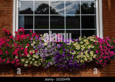 Fensterbox voller farbenfroher Petunien. Stockfoto