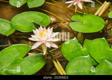Lilien blühen auf dem Wasser im Park zwischen grünen Blättern Stockfoto