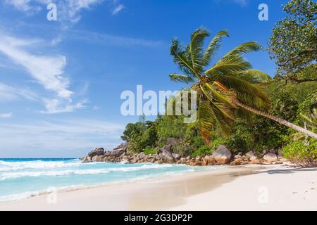 Seychellen Anse Georgette Strand auf Praslin Insel Palmenurlaub Meertourismus Stockfoto