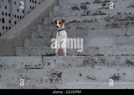 Traurig erschrocken verloren Hund Jack russell Terrier sitzt auf der Treppen allein im Freien Stockfoto