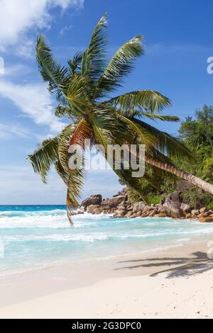 Seychellen Anse Georgette Strand auf Praslin Insel Palme Portrait Format Urlaub Meertourismus Stockfoto