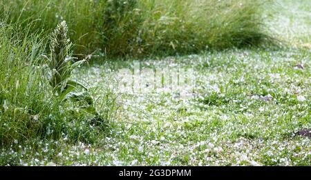 Laatzen, Deutschland. Juni 2021. Pappelflaum bedeckt eine Wiese in einem Obstgarten in der Region Hannover. Die Samenfasern der Pappeln (Populus) fliegen heutzutage in riesigen Mengen herum und sehen aus wie dicke weiße Schneeflocken. Quelle: Julian Stratenschulte/dpa/Alamy Live News Stockfoto