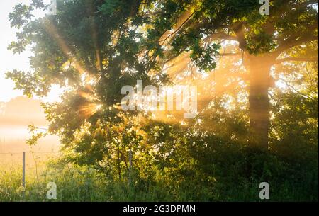 Laatzen, Deutschland. Juni 2021. Die aufgehende Sonne scheint im Nebel hinter einer Eiche in der Leinemesch in der Region Hannover. Der Deutsche Wetterdienst DWD prognostiziert für die nächsten Tage eine Hitzewelle mit Temperaturen bis zu 37 Grad. Quelle: Julian Stratenschulte/dpa/Alamy Live News Stockfoto