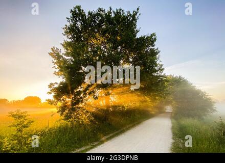 Laatzen, Deutschland. Juni 2021. Die aufgehende Sonne scheint im Nebel hinter einer Eiche in der Leinemesch in der Region Hannover. Der Deutsche Wetterdienst DWD prognostiziert für die nächsten Tage eine Hitzewelle mit Temperaturen bis zu 37 Grad. Quelle: Julian Stratenschulte/dpa/Alamy Live News Stockfoto