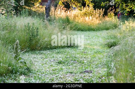 Laatzen, Deutschland. Juni 2021. Pappelflaum bedeckt eine Wiese in einem Obstgarten in der Region Hannover. Die Samenfasern der Pappeln (Populus) fliegen heutzutage in riesigen Mengen herum und sehen aus wie dicke weiße Schneeflocken. Quelle: Julian Stratenschulte/dpa/Alamy Live News Stockfoto