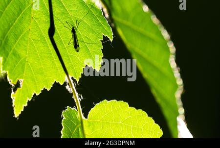 Laatzen, Deutschland. Juni 2021. Ein Insekt sitzt auf einem Blatt eines Baumes. Quelle: Julian Stratenschulte/dpa/Alamy Live News Stockfoto