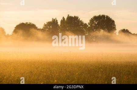 Laatzen, Deutschland. Juni 2021. Die aufgehende Sonne taucht Nebel in der Leinemetze in der Region Hannover in warmes Licht. Der Deutsche Wetterdienst DWD prognostiziert für die nächsten Tage eine Hitzewelle mit Temperaturen bis zu 37 Grad. Quelle: Julian Stratenschulte/dpa/Alamy Live News Stockfoto