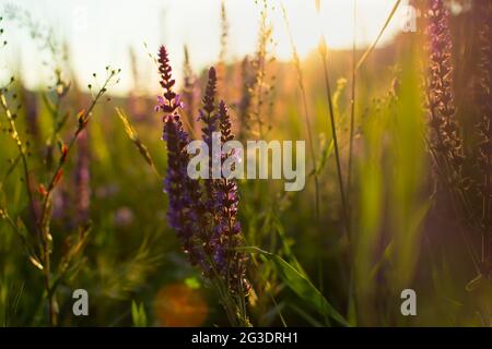 Salvia Heilsalbei aus nächster Nähe. Schöne florale Hintergrund in den goldenen Strahlen des Sonnenuntergangs. Das Konzept des Sammelns wilder Heilpflanzen. Der Nachteil Stockfoto