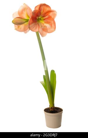 Schöne orange Amaryllis Blume oder Hippeastrum isoliert auf weißem Hintergrund in Topf Stockfoto