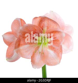 Schöne orange Amaryllis Blume oder Hippeastrum isoliert auf weißem Hintergrund, Nahaufnahme Stockfoto