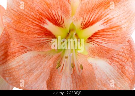 Schöne orange Amaryllis Blume oder Hippeastrum isoliert auf weißem Hintergrund, Nahaufnahme Stockfoto