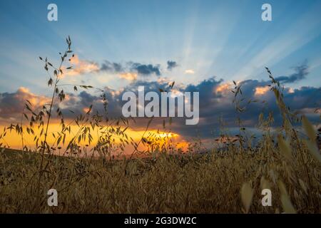 Farbenprächtiger Sonnenuntergang über dem Farmfeld Stockfoto