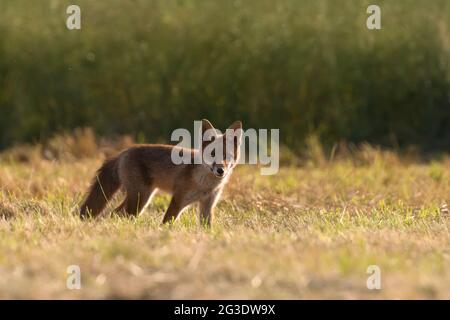 Der Rotfuchs (Vulpes vulpes) ist der größte der wahren Füchse und eines der am weitesten verbreiteten Mitglieder der Ordnung Carnivora, da er akro anwesend ist Stockfoto