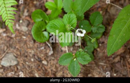 Eine Erdbeerpflanze mit einer Blume, auf der eine Fliege platziert ist. Stockfoto