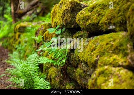 Eine Mauer aus Steinen, die von grünem, gelbem Moos bedeckt ist Stockfoto