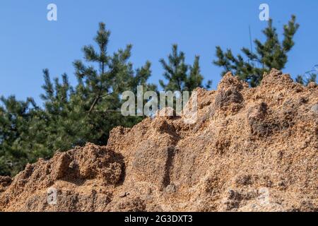 Sonnige Landschaft mit einem kleinen Pinienwald gegen blauen Himmel, der auf einem steilen sandigen Hügel wächst Stockfoto