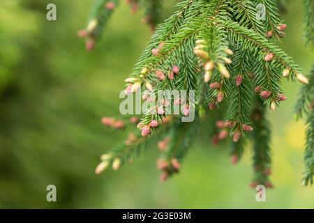 Junge männliche rötliche Zapfen auf einem Zweig der europäischen Fichte (Picea abies) auf natürlichem grünem Hintergrund aus der Nähe Stockfoto