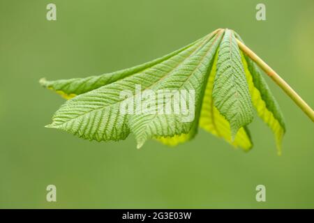 Junges frisches Blatt der Rosskastanie (Aesculus hippocastanum) auf grünem Hintergrund Stockfoto