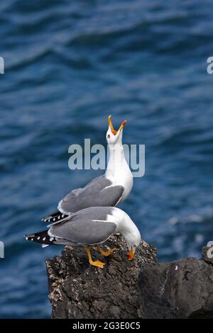 Zwei europäische Heringsmöwen (larus argentatus) stehen auf dem Felsen an der Küste von Madeira, Portugal Stockfoto